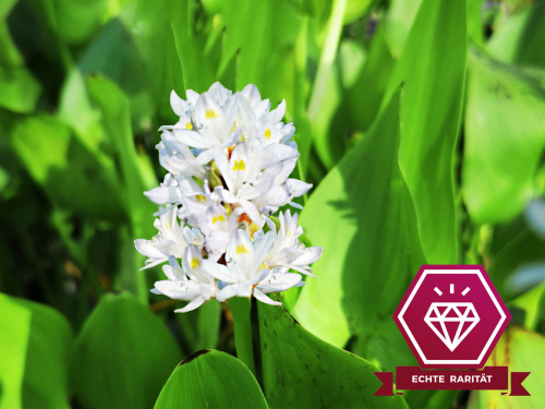 XXL Hechtkraut weiß - Pontederia cordata Alba